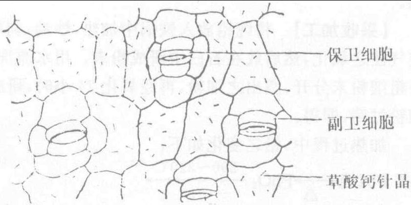 白芍草酸钙簇晶手绘图图片